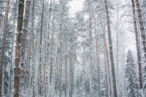 snowy forest on the background of sky