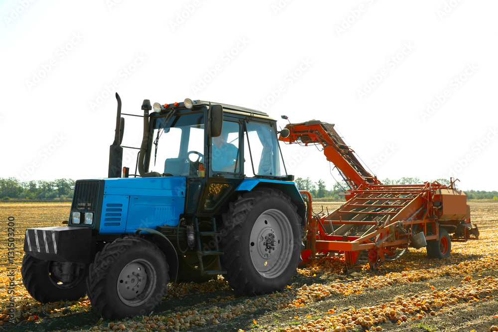 Onion harvesting with modern agricultural equipment in field Onion harvesting with modern agricultural equipment in field