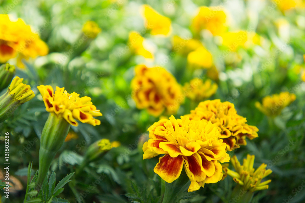 Marigold flowers in the garden select focus style Marigold flowers in the garden select focus style