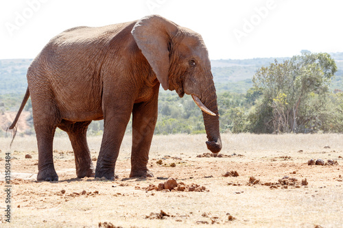 Bush Elephant twisting his trunk