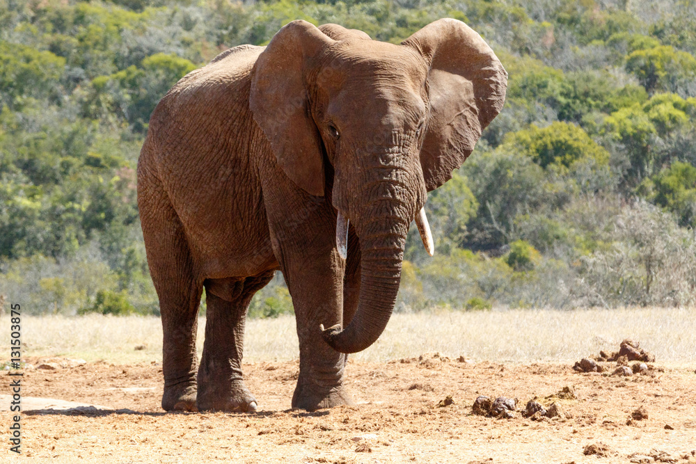 Fototapeta premium Bush Elephant with flap ears and crossed over legs