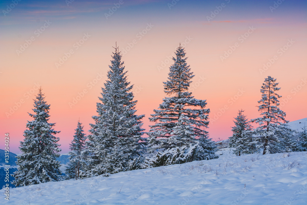 Spruce trees, covered with fresh snow