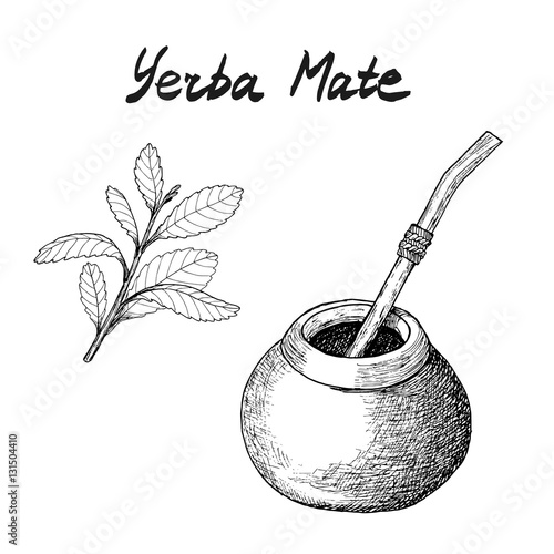 Yerba mate tea branch and c...