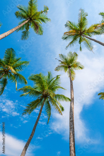 Exotic tropical palm trees at summer  view from bottom up to the sky at sunny day