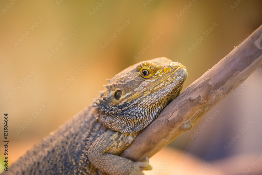 Leguan Leguan