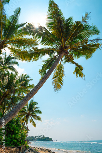 Palm tree on tropical ocean beach at sunny day with sun rays through leaves