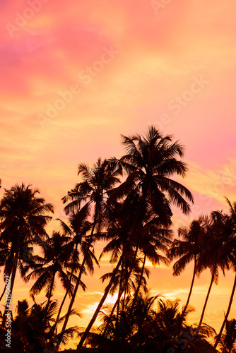 Palm trees on tropical beach at sunrise time © nevodka.com