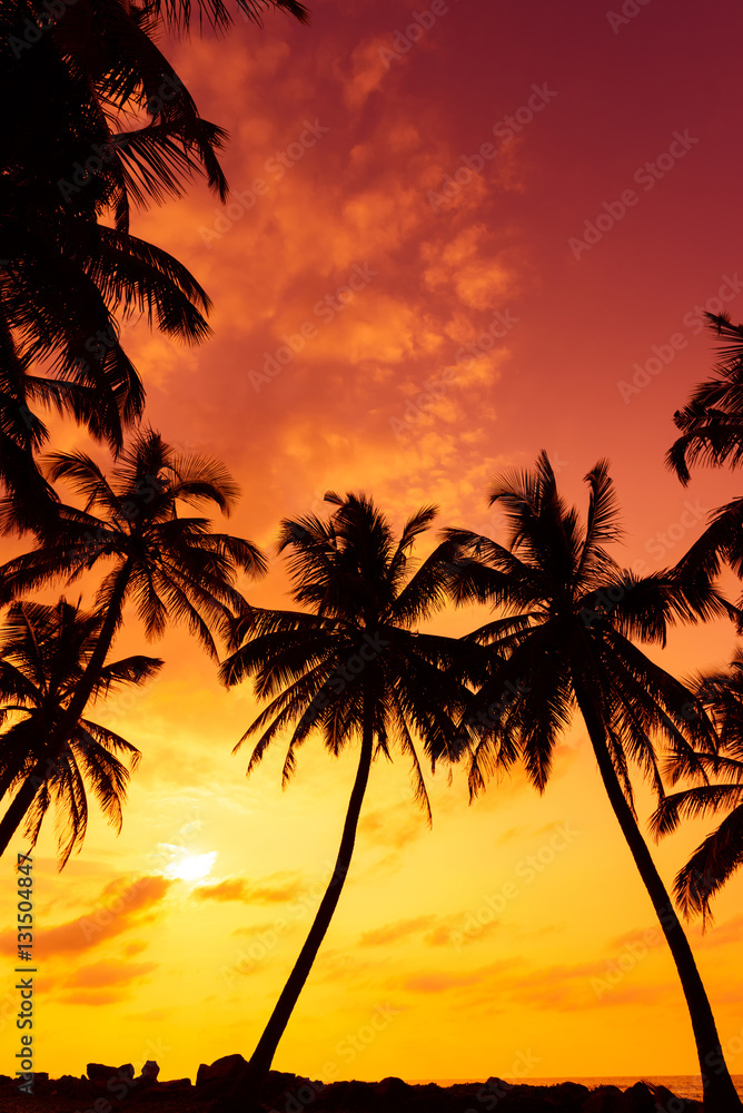 Tropical beach with palm trees silhouettes at vivid warm sunset time