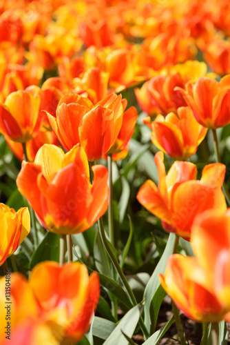 Blooming orange tulips flowers