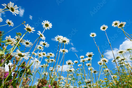 Summer field with different grass and daisy flowers over blue sky. View above from the ground © nevodka.com
