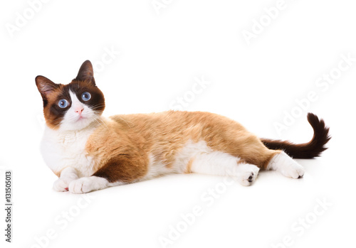 Fototapeta Naklejka Na Ścianę i Meble -  Snowshoe cat lying on white background and staring front, isolated
