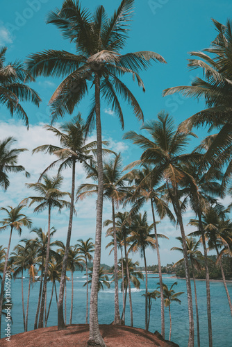 Palm trees on tropical beach  vintage toned and retro color stylized