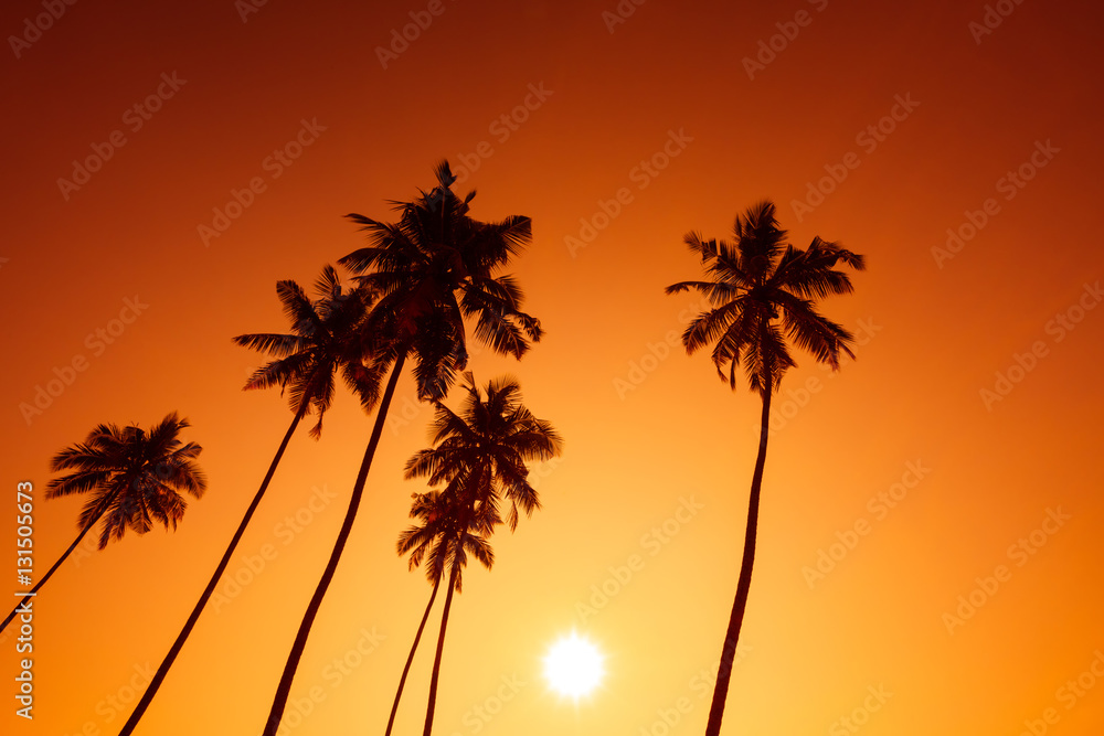 Palm trees silhouettes on tropical beach at summer warm vivid sunset time