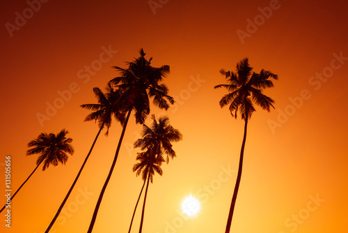 Palm trees silhouettes on tropical beach at summer warm vivid sunset time