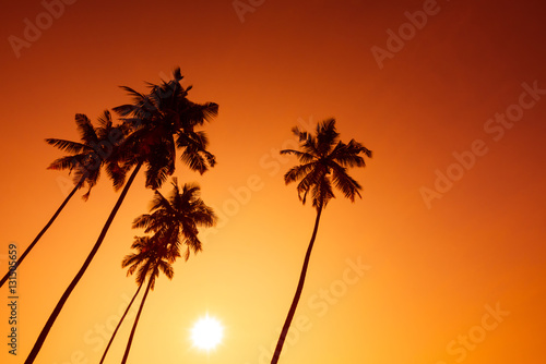 Fototapeta Naklejka Na Ścianę i Meble -  Palm trees silhouettes on tropical beach at summer warm vivid sunset time