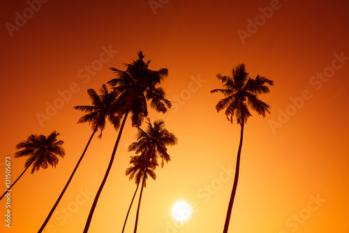 Palm trees silhouettes on tropical beach at summer warm vivid sunset time