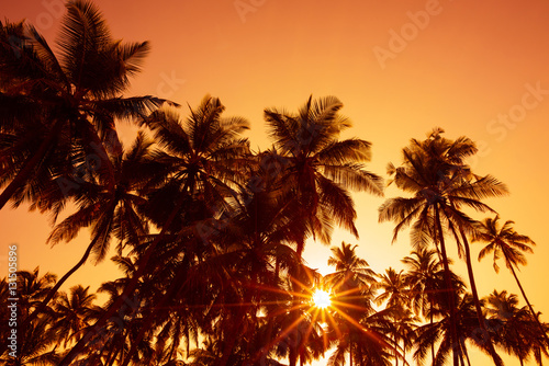 Palm trees silhouettes on tropical beach at summer warm vivid sunset time