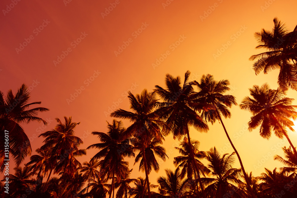 Palm trees silhouettes at summer warm sunset time