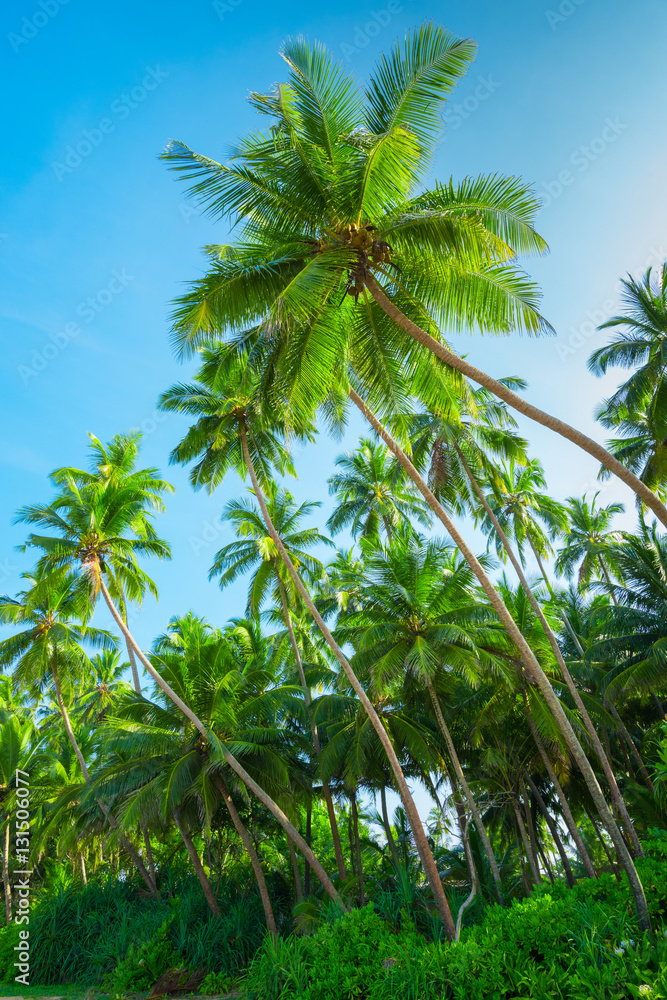 Tropical coconut palm trees on remote island beach with clear blue sky