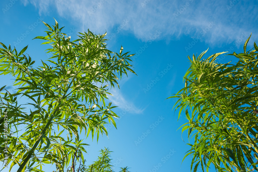 Obraz premium Marijuana plants at outdoor cannabis farm field