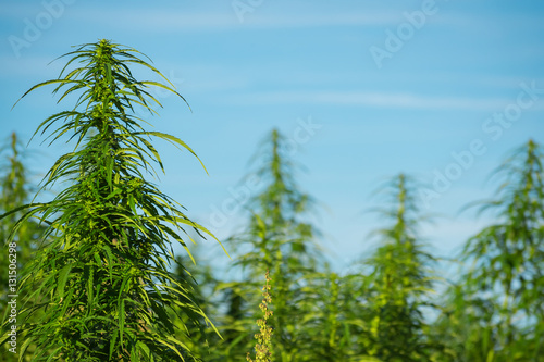 Marijuana plants at outdoor cannabis farm field