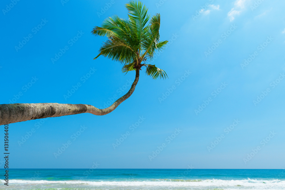 Naklejka premium Coconut palm tree over the water on tropical ocean beach at remote luxury resort