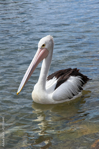 Pelican on the water