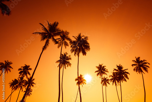 Palm trees silhouettes on tropical island beach at summer warm sunset time with sun and vivid orange sky background