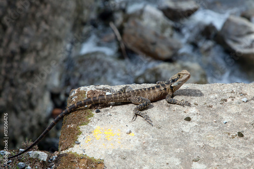 Lizard on the stone