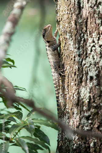 Lizard on a tree trunk