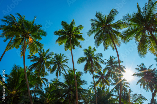 Beautiful exotic tropical palm trees with coconuts at sunny summer day with clear blue sky and shiny sun
