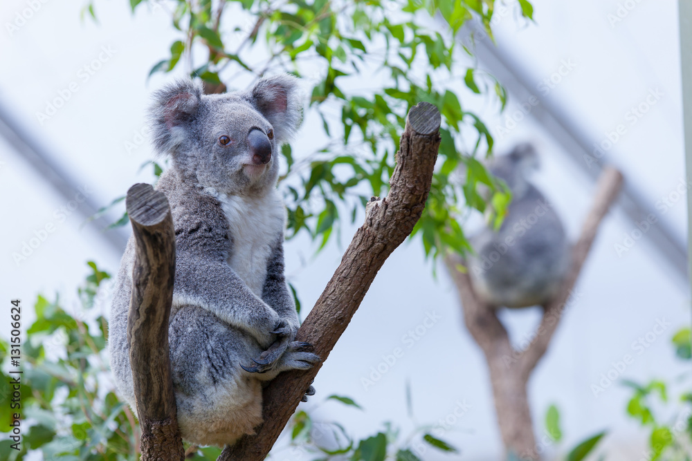 Naklejka premium Koala on a tree branch