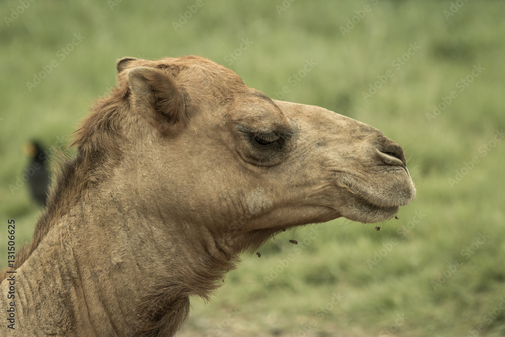 Fototapeta premium Camel's head.