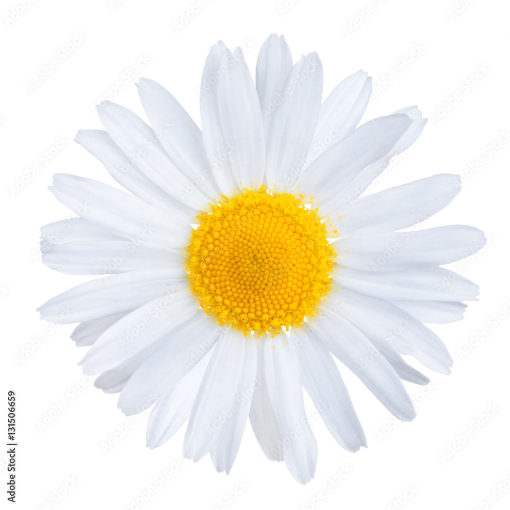 Single medical chamomile flower, used in herbal tea, Matricaria chamomilla, isolated on white background