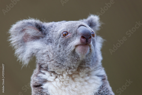 Head Koala