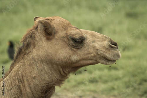 Camel's head.