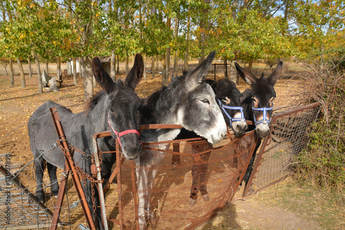 cuatro entrañables burros photo