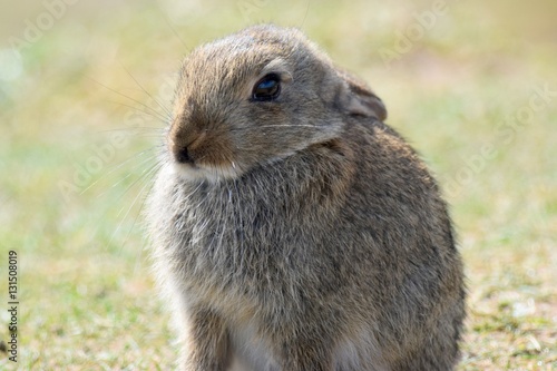 Grumpy Rabbit