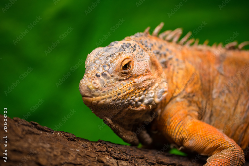 Leguan Leguan