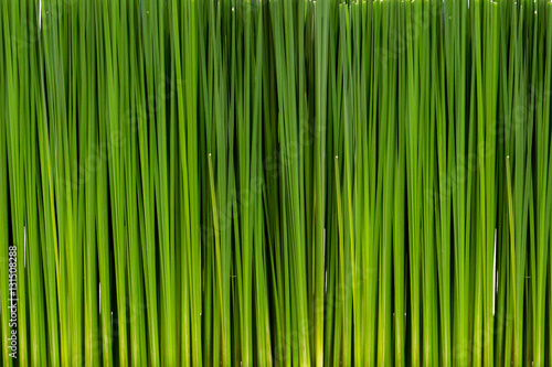 Fototapeta Naklejka Na Ścianę i Meble -  Long leaf green plant background.