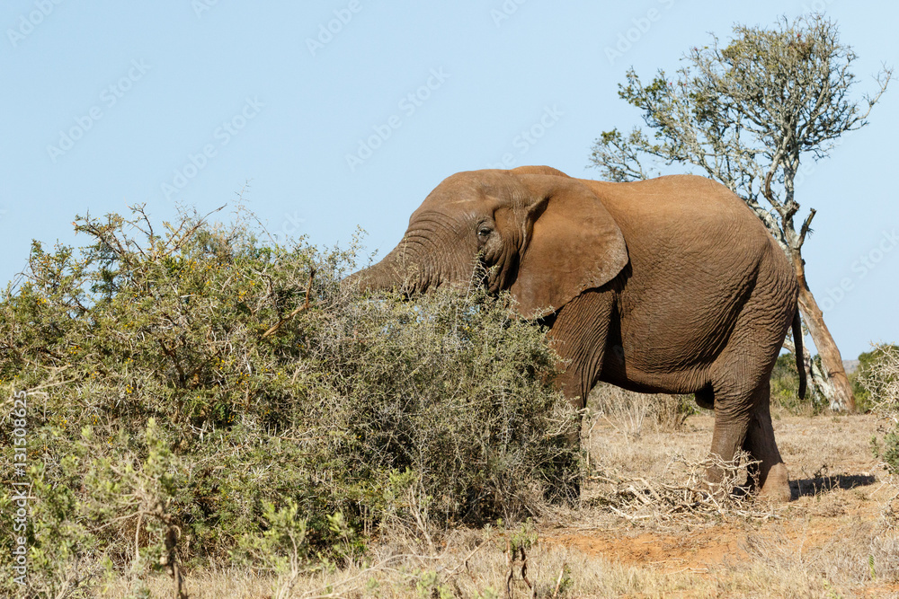 Bush Elephant with his trunk in the bushes Bush Elephant with his trunk in the bushes
