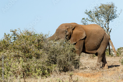 Bush Elephant with his trunk in the bushes