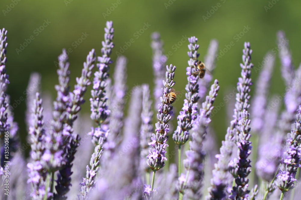 Naklejka premium lavender field