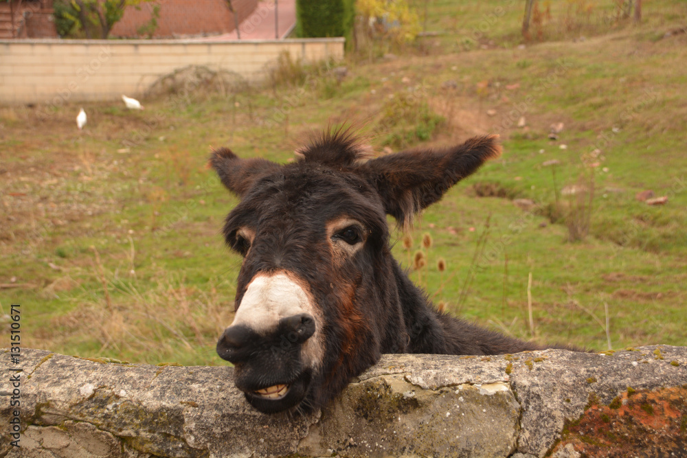 Fototapeta premium burro entrañable