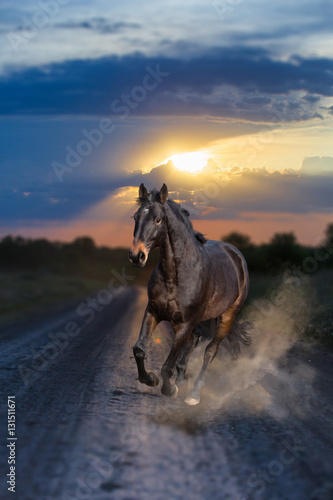 Fototapeta Naklejka Na Ścianę i Meble -  Dark bay horse running on sunset background. Front view