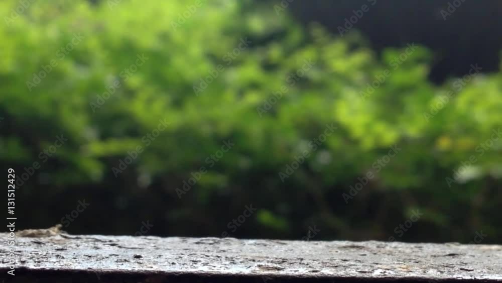 hairy caterpillar walking and natural sound hairy caterpillar walking and natural sound