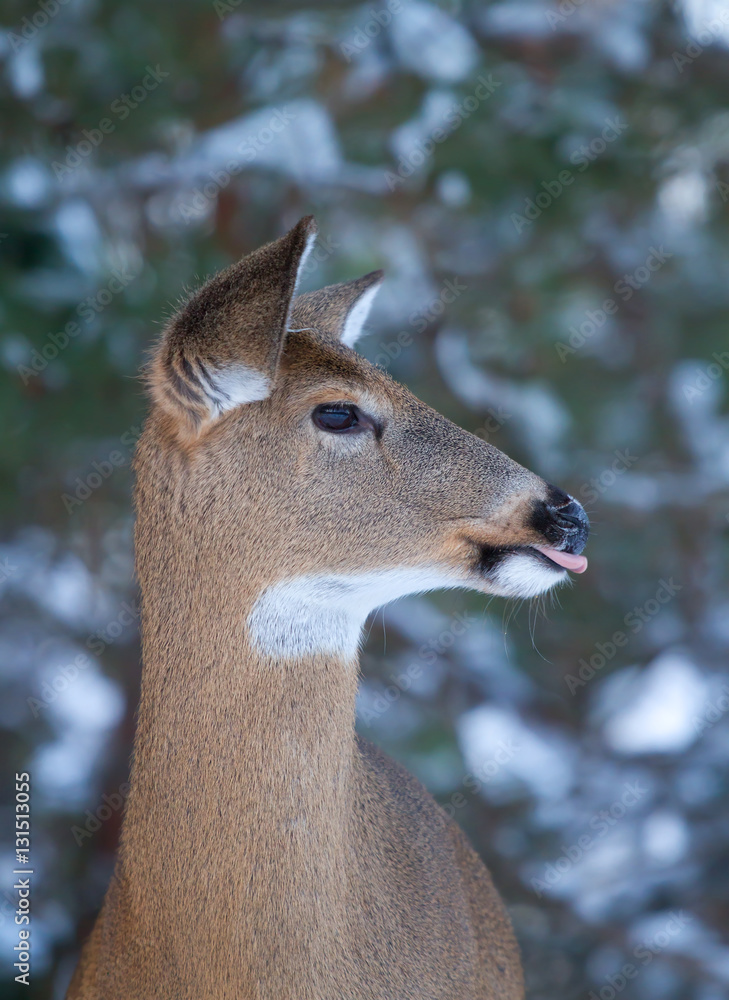 White-tailed deer with tongue sticking out in winter in Ottawa, Canada