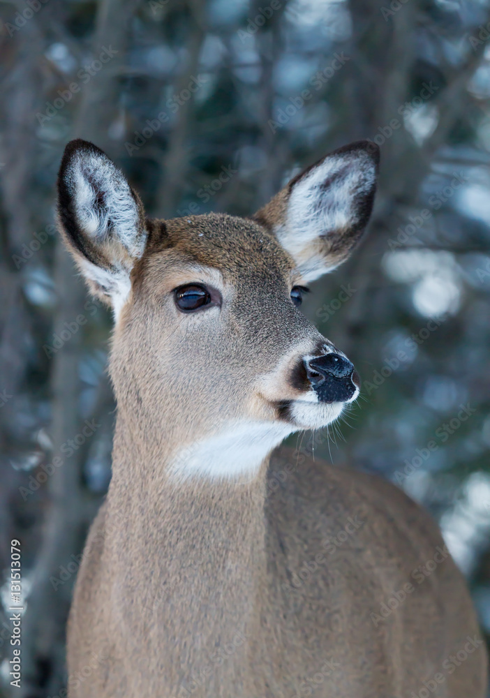White-tailed deer in winter in Ottawa, Canada