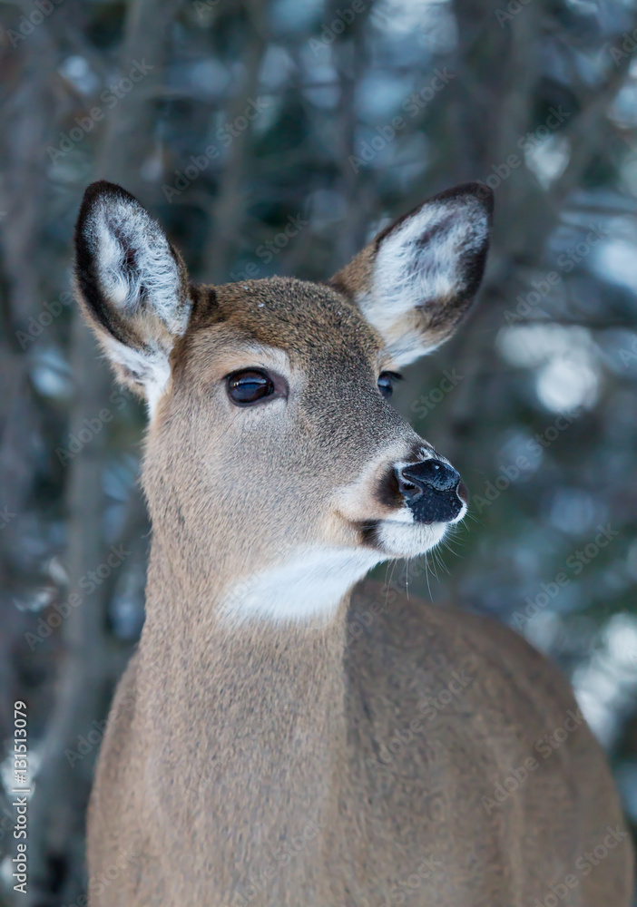 Naklejka premium White-tailed deer in winter in Ottawa, Canada