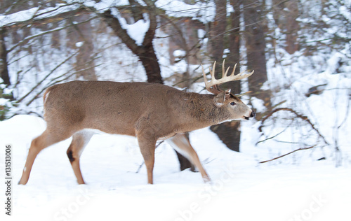 White-tailed deer buck in winter rut in Ottawa  Canada